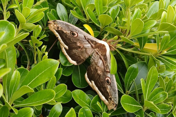 Grand paon de nuit (Saturnia pyri) &copy; Flore Vuillermet / LPO